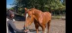 4jarige KWPN merrie, Dieren en Toebehoren, Merrie