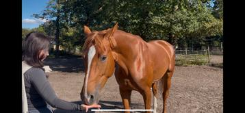 4jarige KWPN merrie beschikbaar voor biedingen