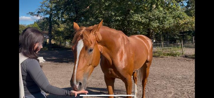 4jarige KWPN merrie, Dieren en Toebehoren, Paarden, Merrie