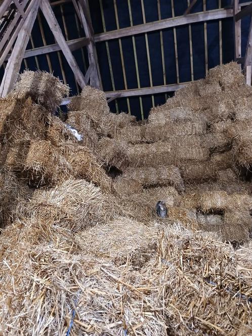Av petit ballot de paille et foin, Dieren en Toebehoren, Overige Dieren-accessoires, Zo goed als nieuw, Ophalen