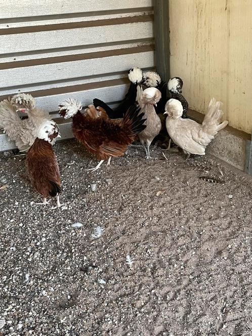 Paduwa en hol witkuif, Dieren en Toebehoren, Pluimvee