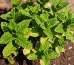 Marokaanse munt stekjes, Tuin en Terras, Ophalen