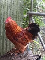 laatste haantjes - Serama en Ukkelse Baardkriel, Dieren en Toebehoren, Pluimvee, Mannelijk, Kip