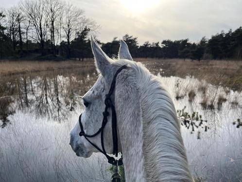 Buitenritten/lessen/training, Dieren en Toebehoren, Paarden en Pony's | Overige Paardenspullen, Nieuw, Ophalen of Verzenden