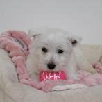 Westie (teefje) Belgische puppy te koop, België, CDV (hondenziekte), 8 tot 15 weken, Teef