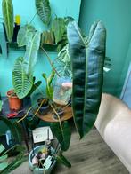 Philodendron billietiae, Huis en Inrichting, Kamerplanten, Ophalen