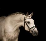 Lipizzaner ruin, Dieren en Toebehoren, Paarden, Ruin, Gechipt, 3 tot 6 jaar