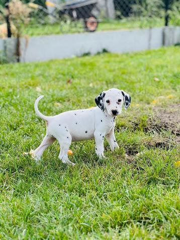 Belgische Dalmatier pups te koop 