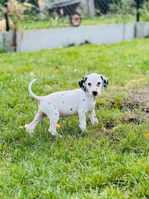 Chiots dalmates belges à vendre, Animaux & Accessoires, Chiens | Setters & Braques, Plusieurs animaux, Autres races, Éleveur | Professionnel