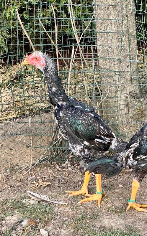 Jonge shamo haan, Dieren en Toebehoren, Pluimvee