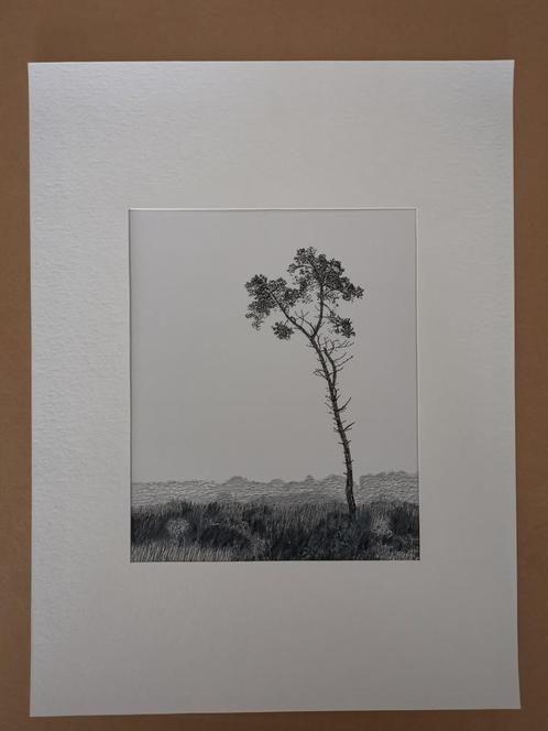 solitaire boom in Liereman, Antiek en Kunst, Kunst | Tekeningen en Fotografie, Ophalen