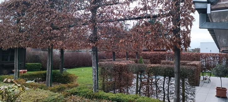 Leibomen aftehalen, Jardin & Terrasse, Plantes | Arbustes & Haies, Enlèvement