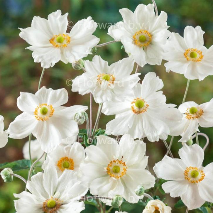 Anemone 'Honorine Jobert', Jardin & Terrasse, Plantes | Jardin, Plante fixe, Enlèvement