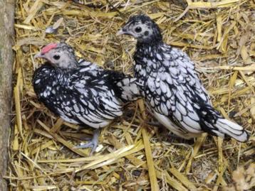 2 witte seebright haantjes beschikbaar voor biedingen