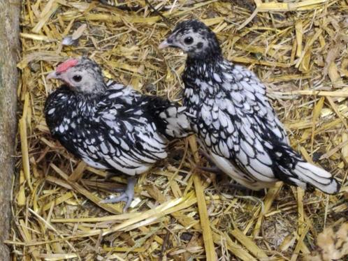 2 witte seebright haantjes, Dieren en Toebehoren, Pluimvee, Kip, Mannelijk