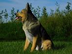 Beeld Duitse Herder - Polystone - Zeer Gedetailleerd, Tuin en Terras, Tuinbeelden, Nieuw, Ophalen of Verzenden