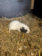 Jonge cavia, Augustus, Cavia