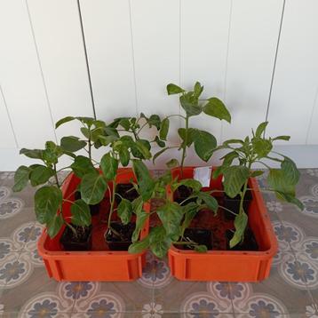 Planten puntpaprika beschikbaar voor biedingen