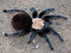 Brachypelma albiceps (volwassen vrouw), Dieren en Toebehoren, Insecten en Spinnen, Spin of Schorpioen