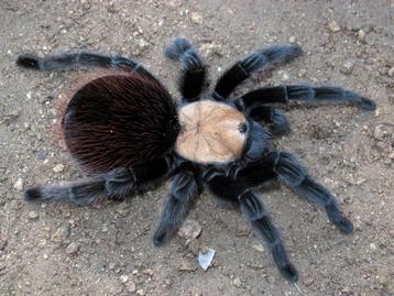 Brachypelma albiceps (volwassen vrouw)
