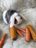 Dwergkonijn konijn dwergkonijntjes, Ophalen of Verzenden, Zo goed als nieuw