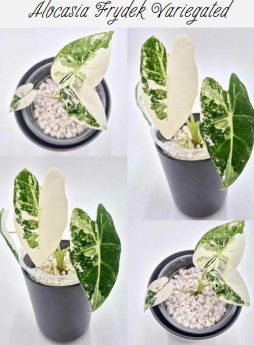 Alocasia Frydek Variegata, Huis en Inrichting, Kamerplanten, Minder dan 100 cm, Groene kamerplant, Ophalen of Verzenden