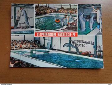 Postkaart - Delphinarium Hassloch beschikbaar voor biedingen