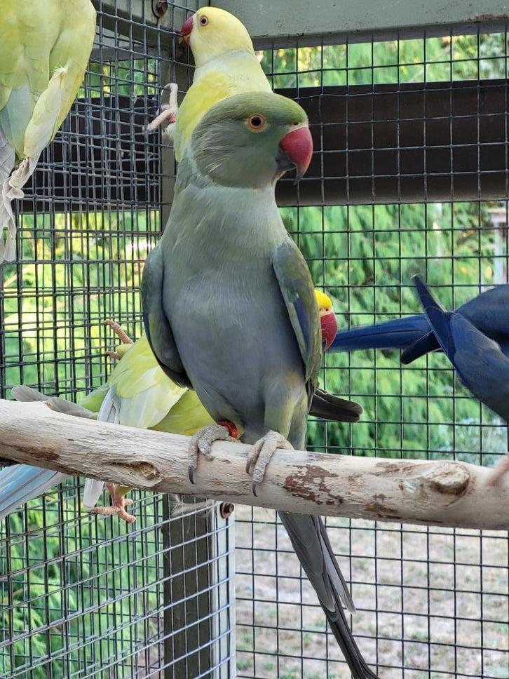 2 jonge halsband parkieten 2024, Dieren en Toebehoren, Vogels | Parkieten en Papegaaien, Parkiet, Geslacht onbekend, Geringd