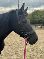 Nrps merrie, Dieren en Toebehoren, Paarden, Merrie, Minder dan 160 cm, Met stamboom, Dressuurpaard