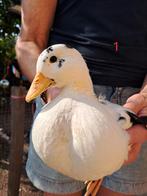 Wit zwarte Hollandse kwaker eendjes, Dieren en Toebehoren, Pluimvee