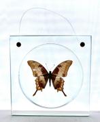 Grote tropische vlinder in doorkijkkader - meandrusa sciron, Ophalen of Verzenden