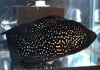 Paratilapia polleni (1stuk), Dieren en Toebehoren