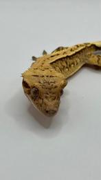 Gecko a crete, Dieren en Toebehoren, Reptielen en Amfibieën