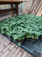 Aardbeiplanten, Tuin en Terras, Planten | Tuinplanten, Ophalen, Volle zon, Vaste plant, Fruitplanten
