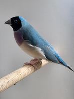 Kweek Koppel gouldamadines, zie beschrijving