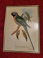 perroquet Paleornis Derbianus Gould, Antiquités & Art, Enlèvement ou Envoi