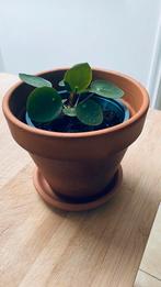 Pannenkoeken plant in terracotta pot met schaaltje, Huis en Inrichting, Kamerplanten, Ophalen of Verzenden