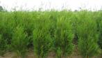 Thuja plicata Atrovirens, Tuin en Terras, Planten | Struiken en Hagen, Ophalen of Verzenden