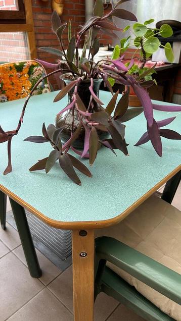 Setcreassea of Purple Heart - plant beschikbaar voor biedingen