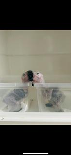 Gabonese grijze baby 6 weken, Dieren en Toebehoren