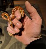 Korenslang vrouwtje wildkleur sunkissed, Slang, Tam, 0 tot 2 jaar