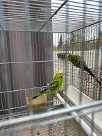 Grasparkieten koppel pop met man met of zonder kooi, Dieren en Toebehoren, Meerdere dieren, Parkiet