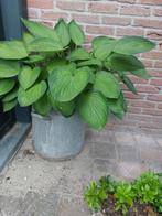 Grote hosta plant in hoge zinken bloempot, Ophalen