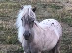 Miniatuurpaard appaloosa merrie 1j, Dieren en Toebehoren, Merrie, Ontwormd