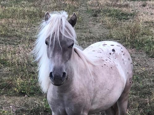 Miniatuurpaard appaloosa merrie 1j, Dieren en Toebehoren, Pony's, Merrie, Ontwormd