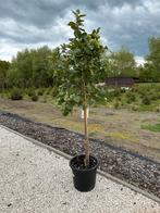 Limoenboom op stam. Ongeveer 2 meter hoog., Tuin en Terras, Planten | Bomen, Ophalen