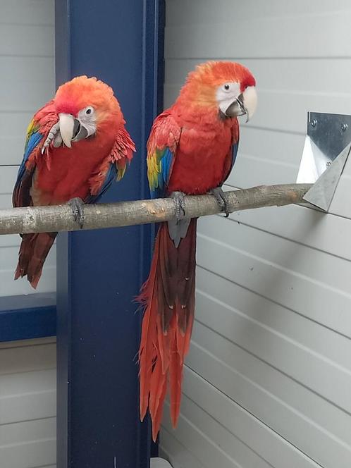 Super tamme baby Geelvleugel Ara's met DNA en getest op ziek, Dieren en Toebehoren, Vogels | Parkieten en Papegaaien, Papegaai