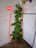 Sierplanten voor binnen, Ophalen of Verzenden, Zo goed als nieuw, Binnen