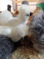 ZA / ZONDAG OPEN alle sierkippen 4+1 gratis 0499/082381, Dieren en Toebehoren, Vrouwelijk, Kip