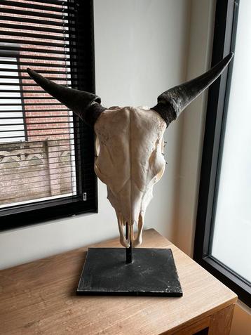 2 vintage echte buffelschedels op staander beschikbaar voor biedingen